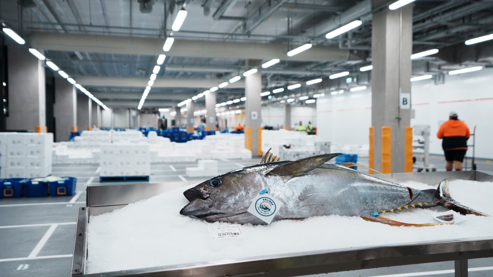 50 bis 60 Tonnen Fisch und Meeresfrüchte werden im New Sydney Fish Market täglich verarbeitet und verkauft (© Grainger Films) 50 bis 60 Tonnen Fisch und Meeresfrüchte werden im New Sydney Fish Market täglich verarbeitet und verkauft (© Grainger Films)